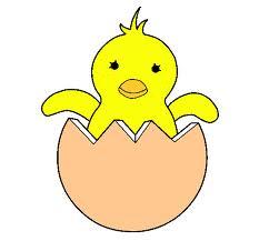 pollito